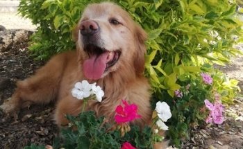 VETERINARIA MICHIGAN (veterinario y estética canina)