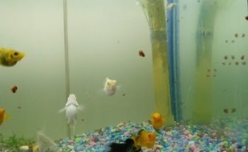 Clínica Veterinaria Zoo Mascota