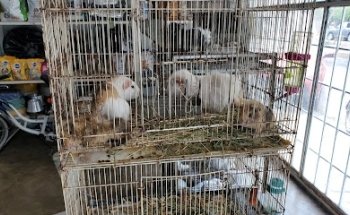 ESTETICA CANINA Vidal