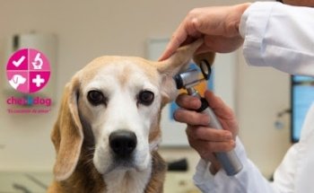 Consultorio Veterinario Check Dog