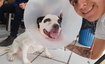 Veterinaria Mascovet