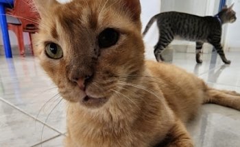 Clinica Veterinaria Isla Mujeres A.C.