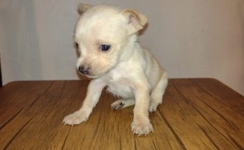 ESTÉTICA CANINA LEO´S