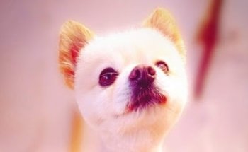 Veterinaria Mascotas Ecatepec