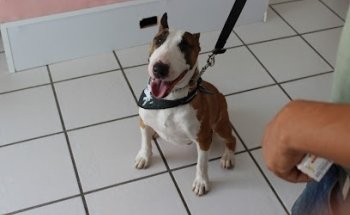 Guaus y Miaus Centro Diagnostico Veterinario