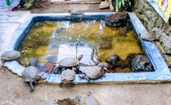 VIDA DERECHO DEL ANIMAL A.C