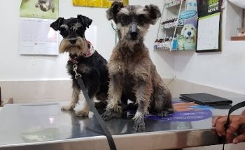 Veterinary Clinic RANGEL