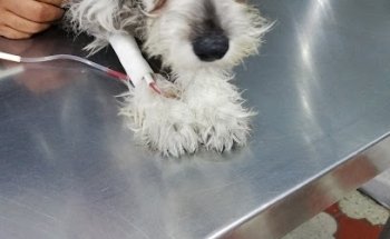 Lion's Pet Veterinaria