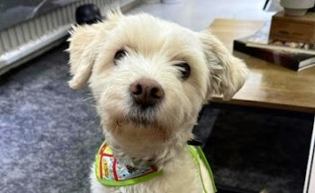 Veterinaria Sobrivet