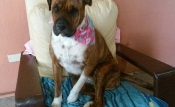 Veterinaria SúperCann