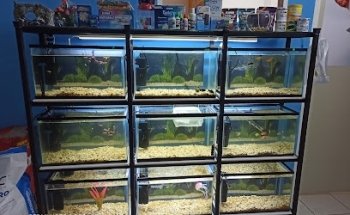 Clínica veterinaria animal king