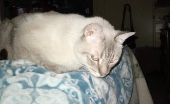 Granero Veterinario de B.c.