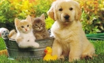 Clínica Veterinaria 