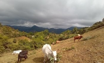 Agroveterinaria Los Abuelos, Las Pilas La Mision