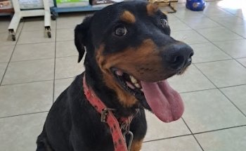 Clínica veterinaria San Antonio