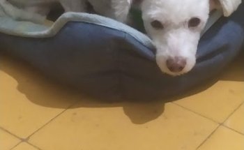 Centro Veterinario Mora