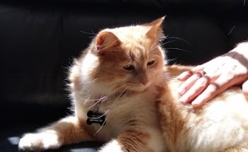 Vetver Veterinary Clinic