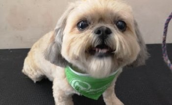 Clinica Veterinaria Medicavet De Especialidad En Perros Y Gatos