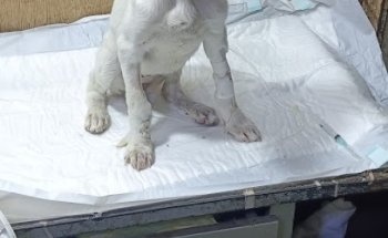 Consultorio Veterinario 