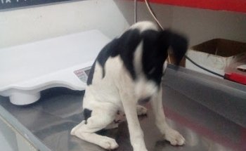 Clinica Veterinaria Ortega