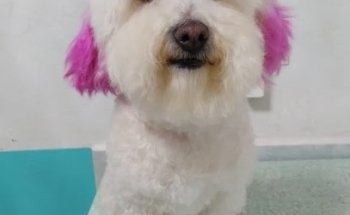 VETERINARIA Y ESTÉTICA CANINA AMIGOS PELUDOS