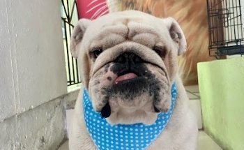 Clínica Veterinaria “Mac”