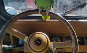 Mvz Jaime Barella De La Garza