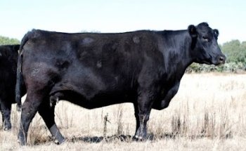 Forrajera Veterinaria La Hacienda