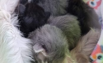 Consultorio Veterinario