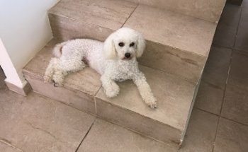 EL ORIENTE veterinaria