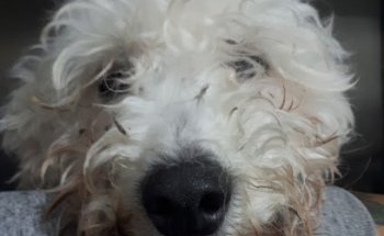 Cervantino Veterinaria