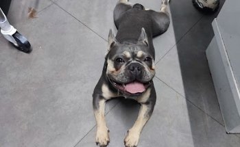 Miravet (antes Animalia Newton)