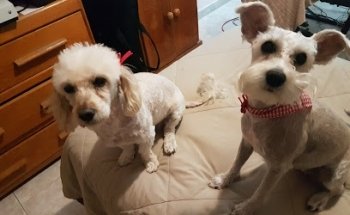 Estética Canina Socky