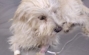 Provet Clinica Veterinaria