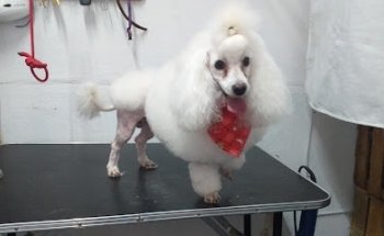 Clinica veterinaria E&J