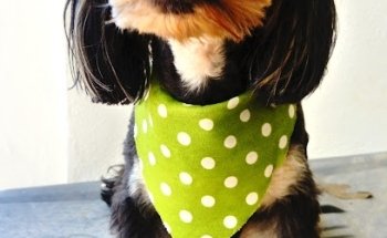 Estética Canina Pet Town