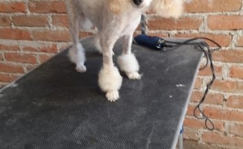 Servicios veterinarios Mi Mascota