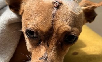 Hospital Chapultepec Norte