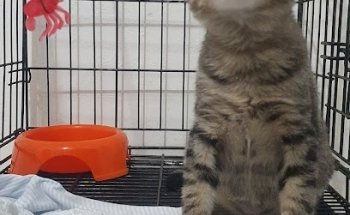 Consultorio Veterinario Yucancat