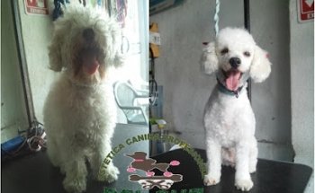 Farmacia Veterinaria del Sur