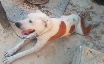 Consultorio Veterinario Flipper