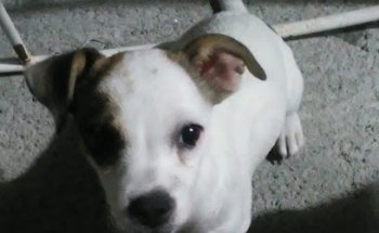 Los Amigos de Nina Veterinaria