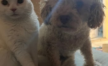 Centro Veterinario LUEM - Atayde