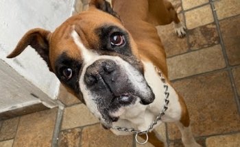 Veterinaria Doctores Zarco