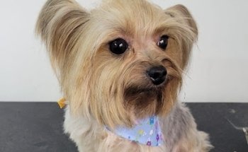 HalaKen Hotel & Veterinaria