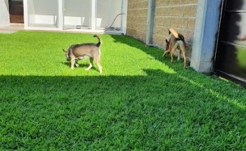 Clinica veterinaria Animal House