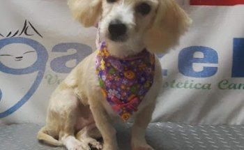 Garzeli Veterinaria y estética canina