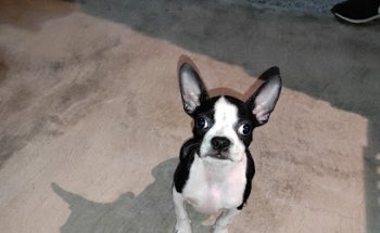 Clinica Veterinaria San Jorge