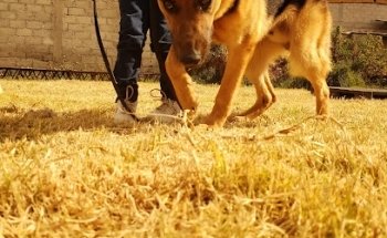 Veterinaria y estetica canina 