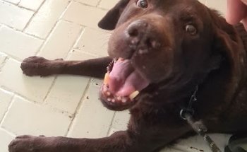 Veterinaria La Potranka